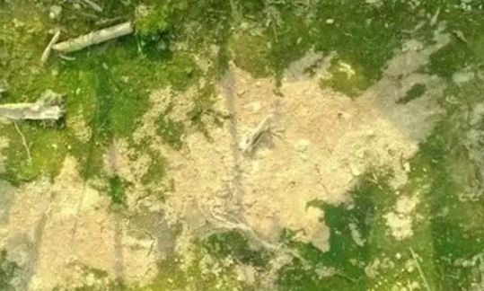 青苔的正确处理方法,困扰果农的柑橘青苔