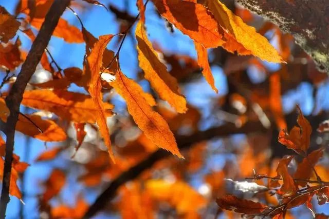 延安黄陵：醉美金秋仙遇黄陵