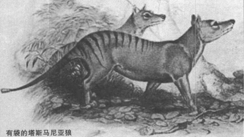 袋鼠育儿袋怎么进化来的,澳洲生物有育儿袋