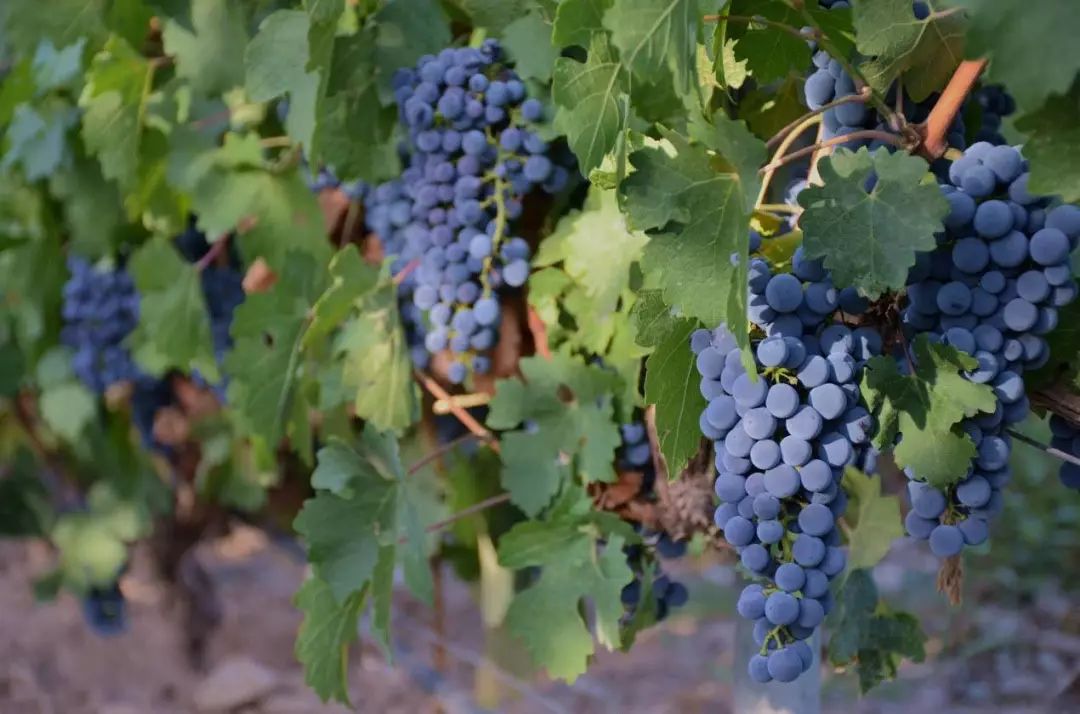 葡萄酒品酒知识,如何评价葡萄酒的价值