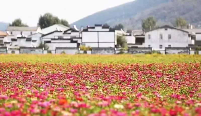 徐州秋景哪个地方最好看,徐州周边赏秋景的地方