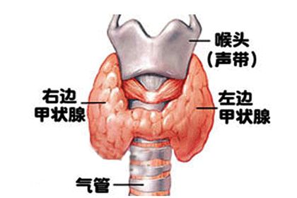 国际甲状腺知识宣传周方案,甲状腺专家联合义诊活动