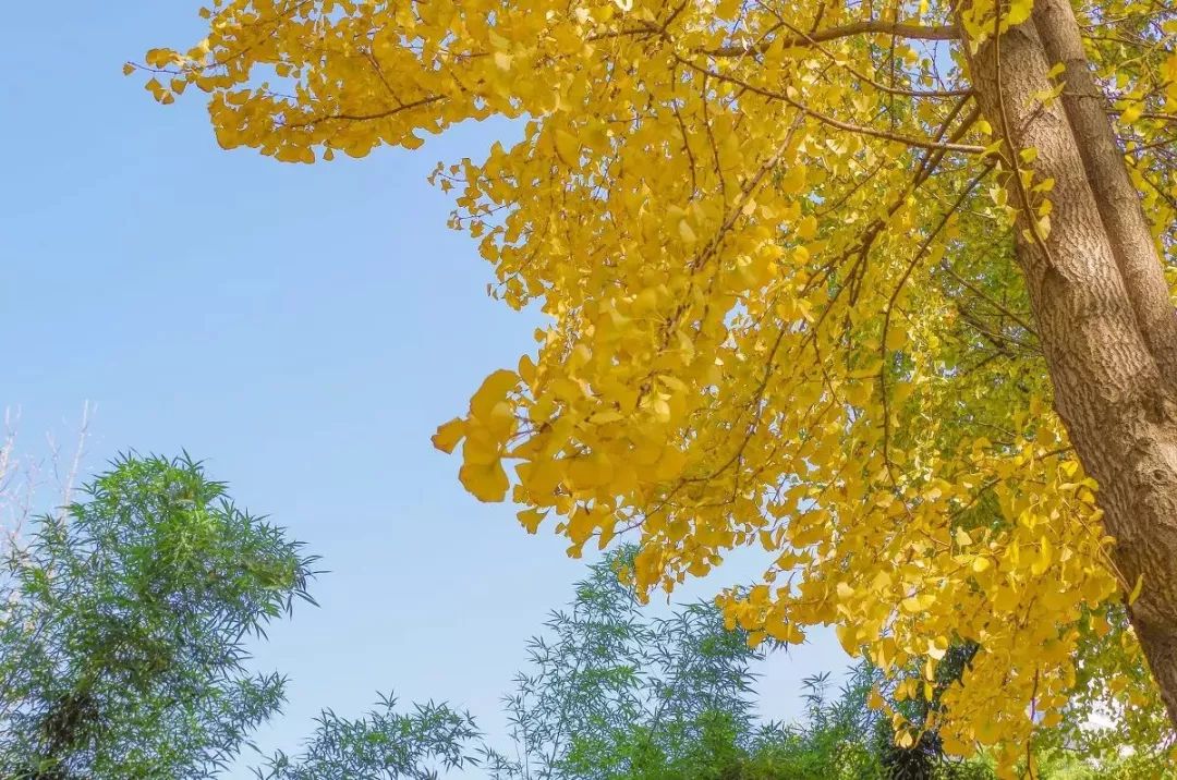 西溪湿地免费区域从哪儿进,西溪湿地免费区域地图