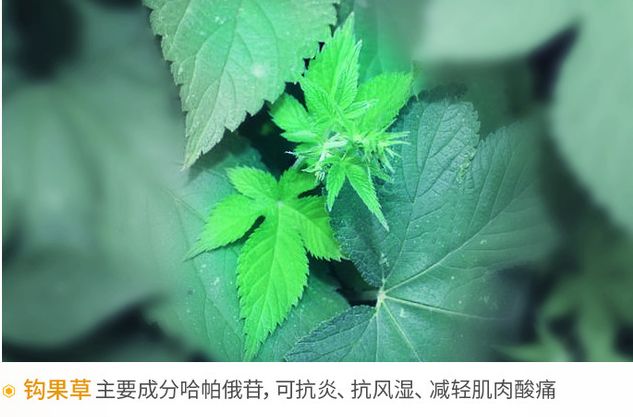 肩颈病用什么贴膏效果好,肩颈疼痛用日本什么膏药好