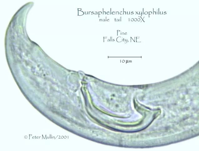 松材线虫病如何防治和处理,松材线虫病防治方法