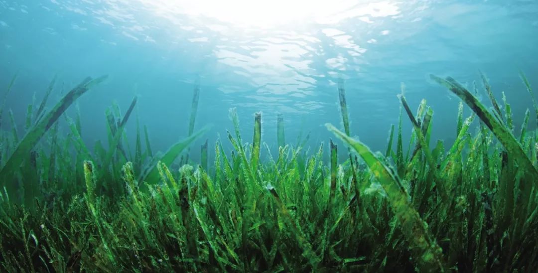 水藻在生态系统中的作用,水藻能不能进化