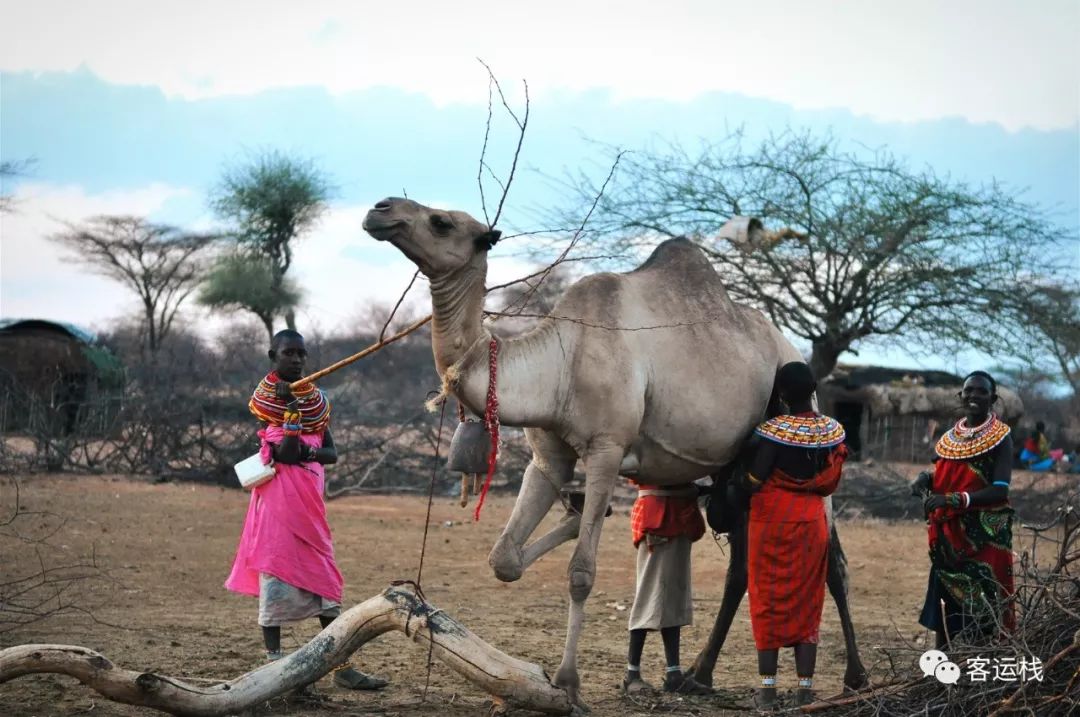 桑布鲁荒野里，我们的主要食物是奶和血｜会玩