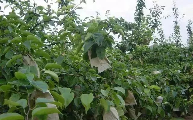 黄金梨高产栽培技术梨树论坛,梨树高产秘方
