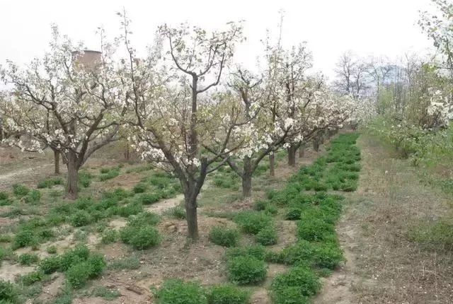 黄金梨高产栽培技术梨树论坛,梨树高产秘方