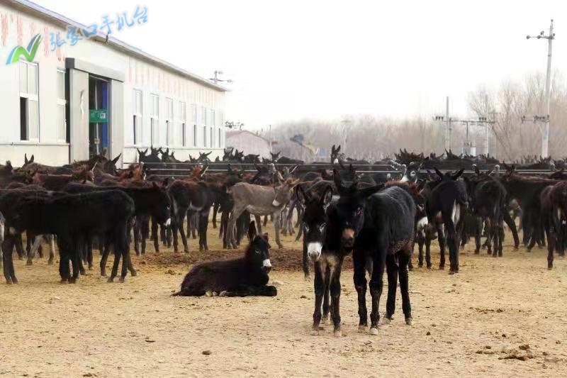驴脱贫致富新路径,脱贫攻坚养殖致富新路子