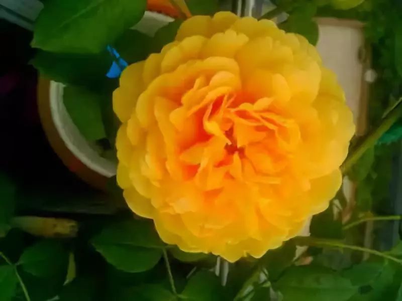 如何给藤本月季打造一面花墙,藤本月季种几棵才能出花墙的效果