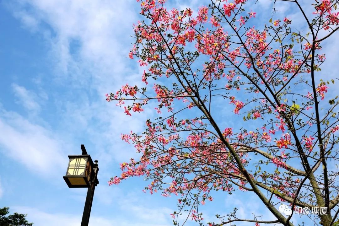 秋意浓浓风景如画的地方,塘厦风景好的地方