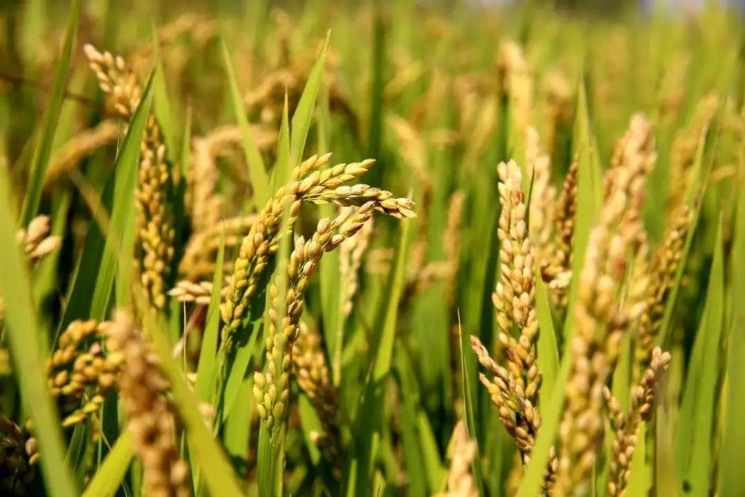 四季江宁旖旎无限，春华秋实美在“世凹桃源”