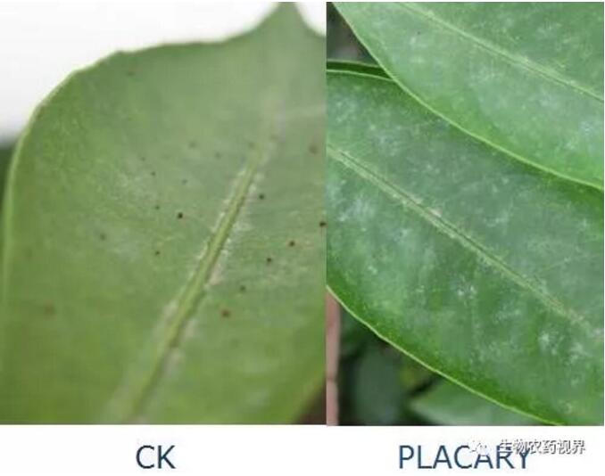 新朝阳植物源杀螨剂“PLACARY（金螨意）”进军韩国有机农业市场