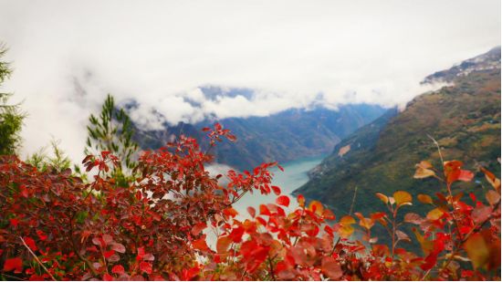 “百万大咖走三峡，当红主播秀红叶”，即将揭开巫山的“盛世美颜”