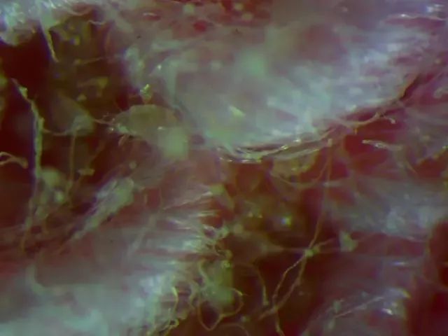 肉眼可见的除螨效果，日本爆款除螨贴，24小时不间断，除螨率高达97%