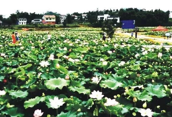 四好村名单出炉,2017年度四川省四好村