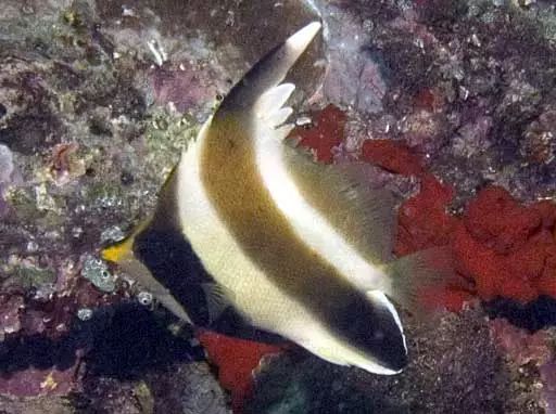 海水小百科七彩神仙鱼,海水小百科狮子鱼
