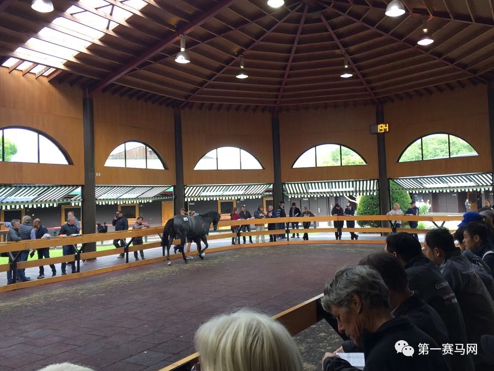 「买马」莱德旗下赛驹拍出高价，中国马主团豪砸重金购入佳驷，新西兰卡拉卡两岁受训马拍卖会隆重开槌