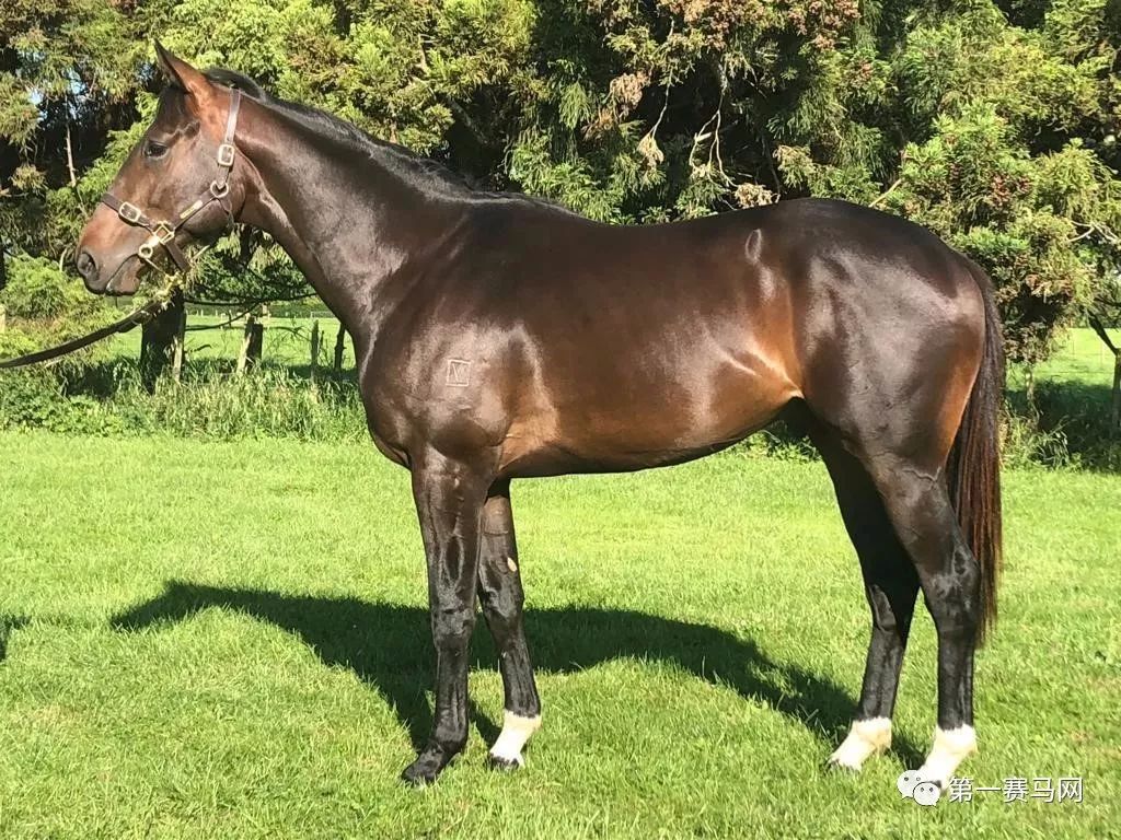 「买马」莱德旗下赛驹拍出高价，中国马主团豪砸重金购入佳驷，新西兰卡拉卡两岁受训马拍卖会隆重开槌