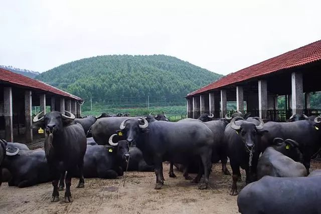 正品超级弹力直筒裤,正品100%加厚纯羊毛直筒裤