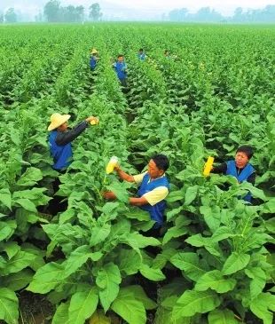 鍏ㄥ浗浼樼鍐滄皯涓撲笟鍚堜綔绀剧ず鑼冪ぞ,鍩哄眰鏈嶅姟鏍囨潌