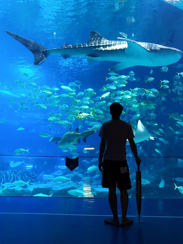 长隆珠海海洋王国网红打卡,珠海长隆海洋王国哪里买门票便宜