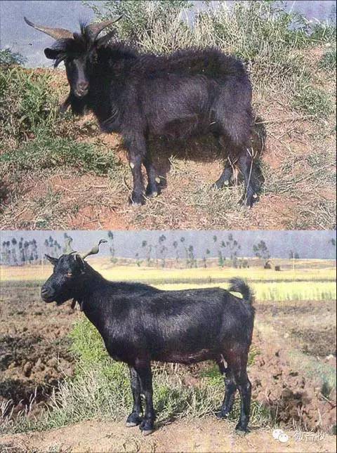 现在羊的品种最好的是什么品种,羊品种大全