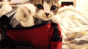 我英语不好你会说中文吗怎么说,myenglishispoor哪来的说法