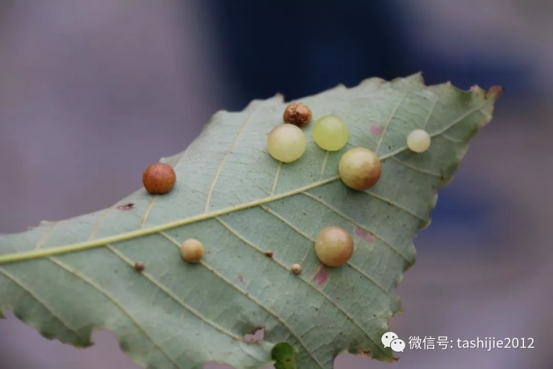 长毛的虫瘿,千奇百怪的虫子全集