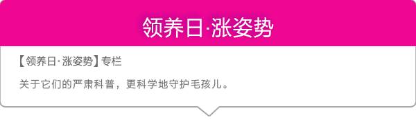 看猫咪如何对狗狗大打出手,猫狗大战猫咪