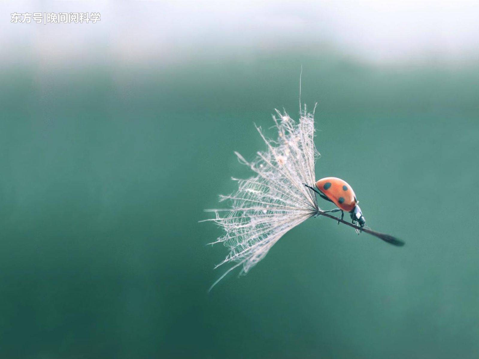 蒲公英为什么会飞实验,蒲公英为什么能够飞