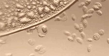 洗衣机污垢和霉菌,洗衣机加水有厕所味儿