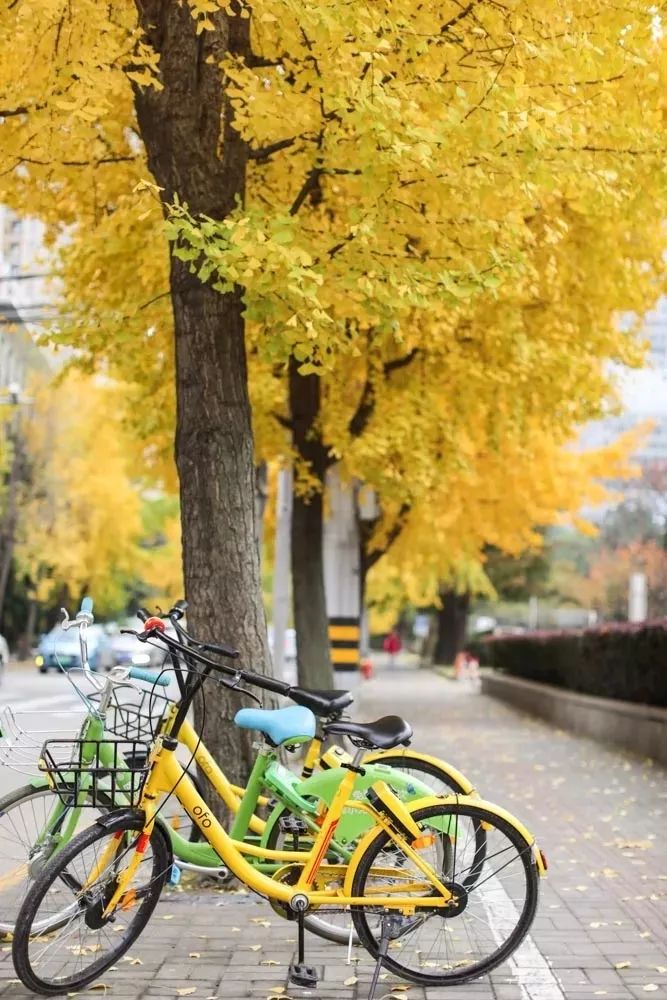银杏打卡景点,成都周边打卡最美银杏观赏地