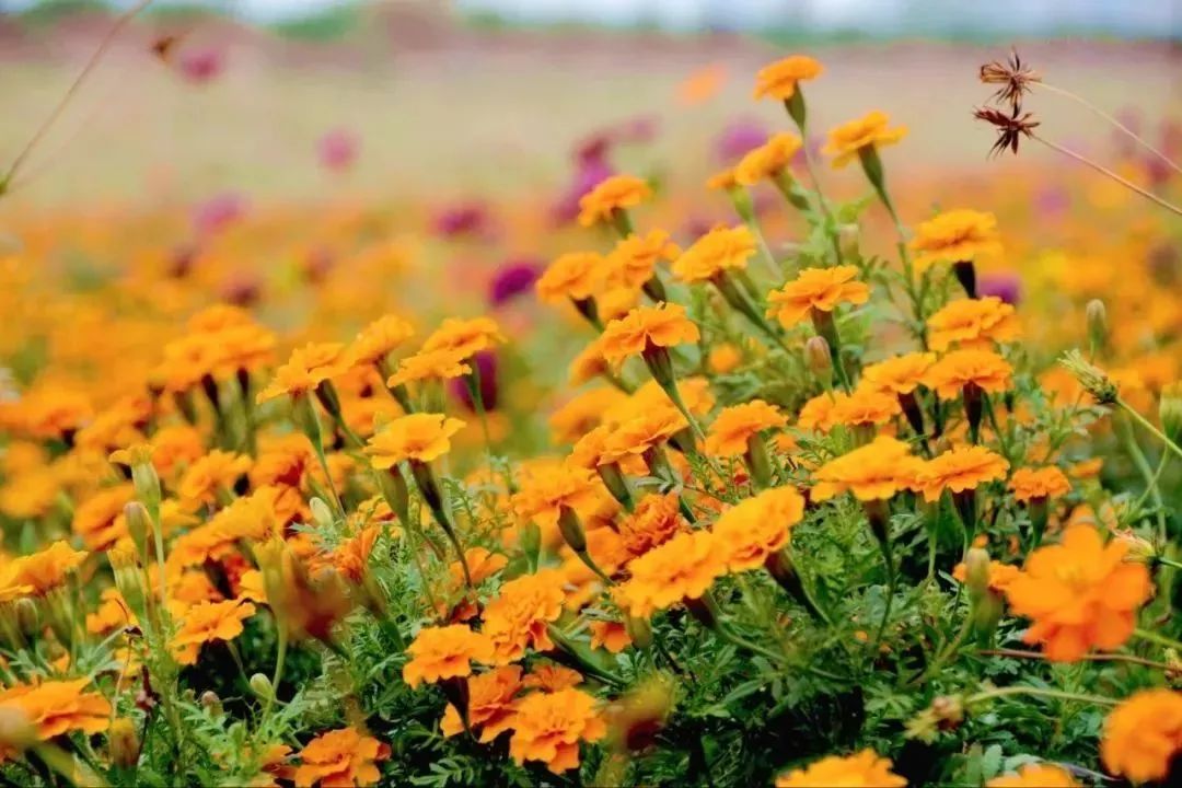 佛山出片拍照圣地,广东佛山周末可去的地方