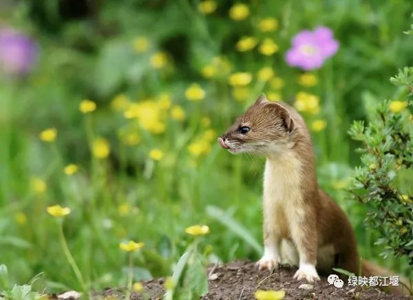 小说连载《龙虹记》|第二十六回:毛冠鹿逼上梁山熊猫家园换新颜