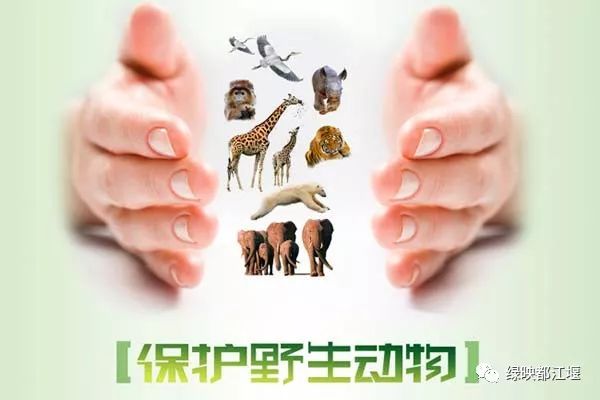 小说连载《龙虹记》|第二十六回:毛冠鹿逼上梁山熊猫家园换新颜