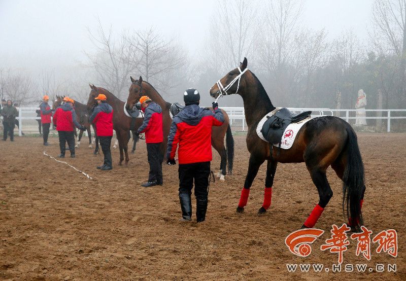 汗血宝马700万元,汗血宝马几万一匹