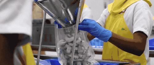 去虾头、开虾背、撕虾壳，剥虾仁的流水线长这样