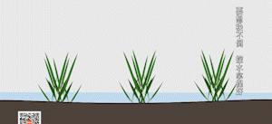 稻田吃活鱼,稻田里吃稻花鱼