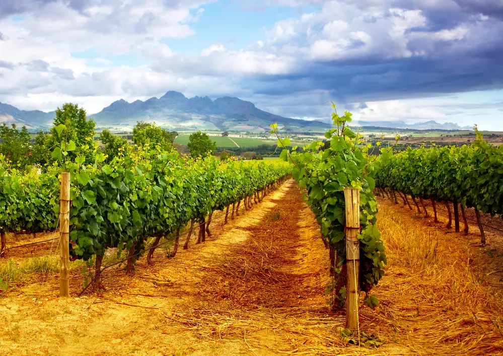 适合黑皮和黄皮的面膜,适合黄皮的mm面膜