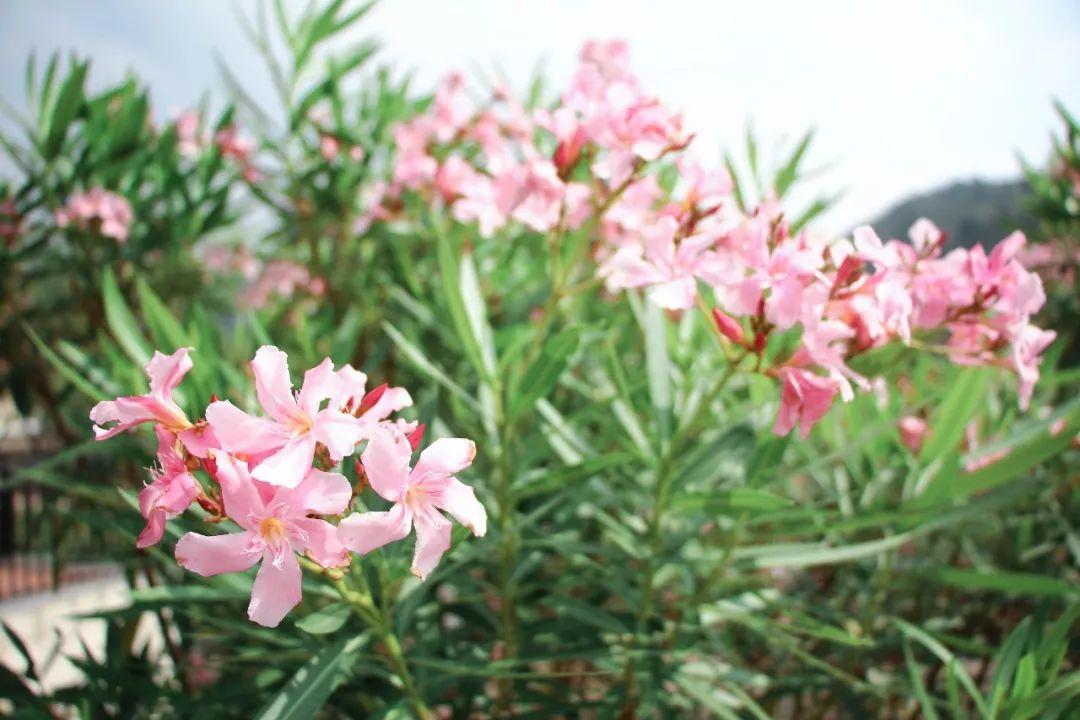 盘点那些美丽的校园时光,盘点那些美丽的校园