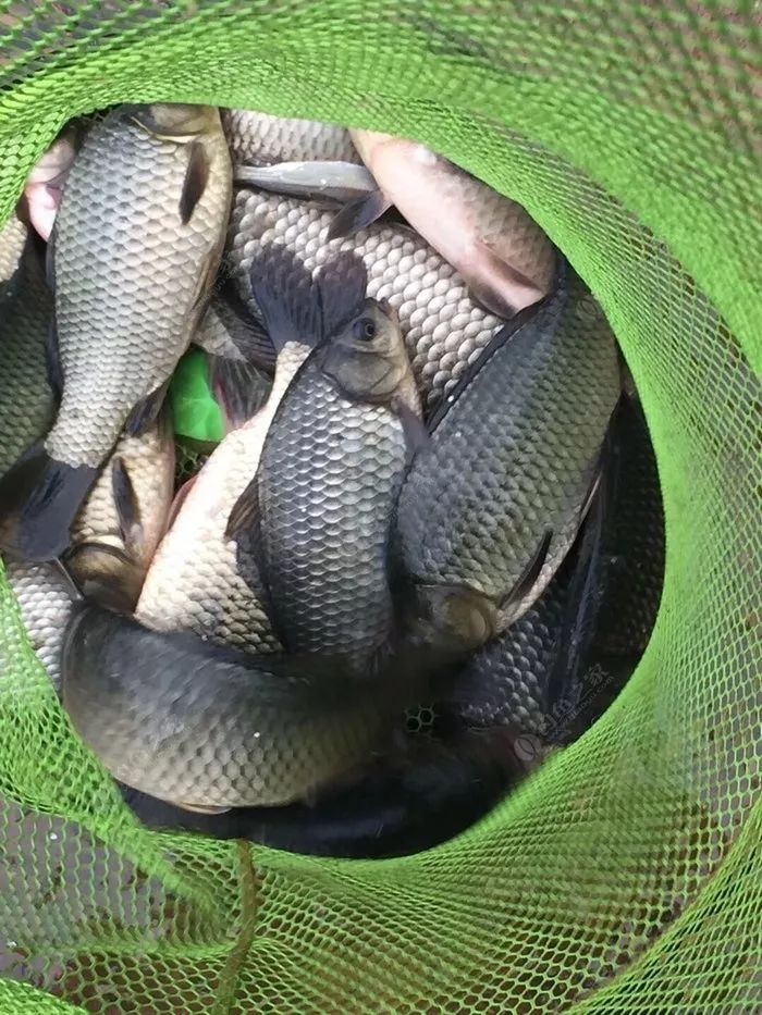 最简单的调漂方法黑坑,调漂最快最简单实用新手入门黑坑