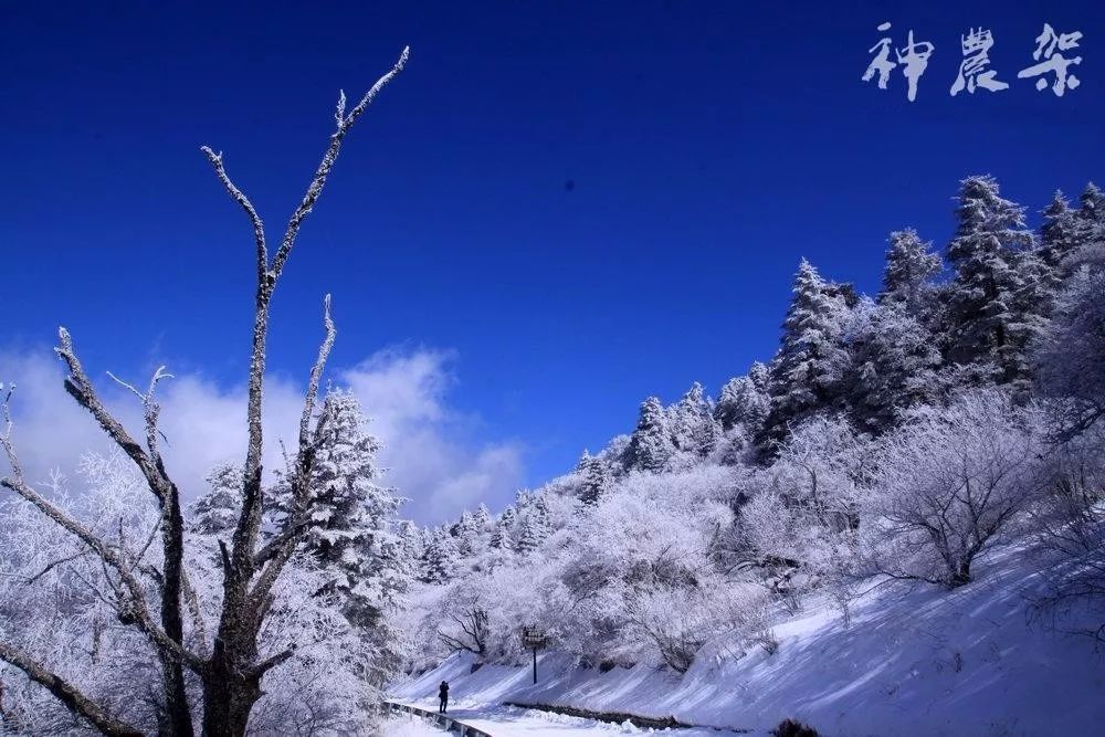 神农架国际滑雪场今日雪况,神农架滑雪场周末攻略
