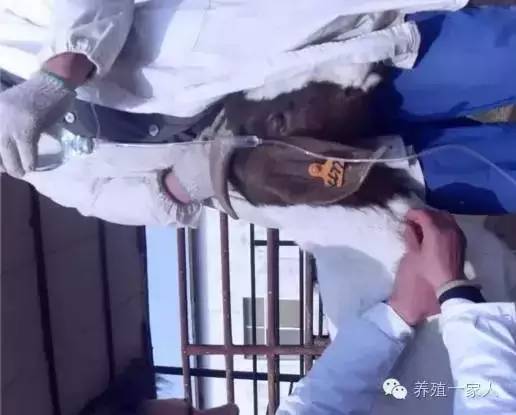 手把手教如何给羊注射药图文详解?