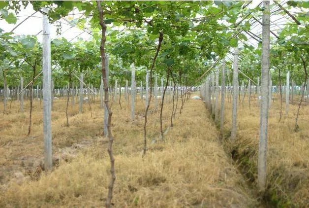 革命性灭生除草剂，百农信乙羧·草铵膦重磅来袭，现免费试用啦