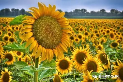 古代蔬菜水果传入中国的时间,各个朝代传入中国的蔬菜和水果