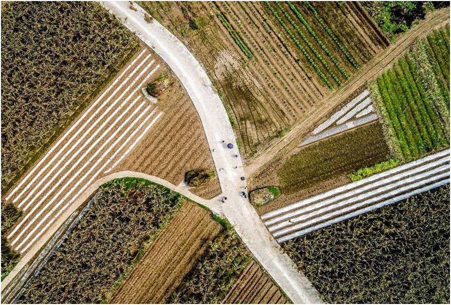 石蟆橄榄节,2019年石蟆广场橄榄节