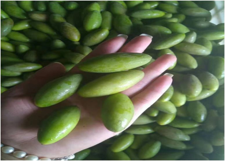 石蟆橄榄节,2019年石蟆广场橄榄节