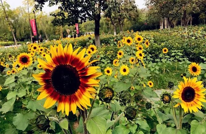 月底前就开通!先收藏这波西安地铁四号线逛吃攻略!